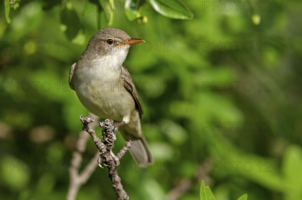 Olive warbler, (Hippolais olivetorum), animal, animals, bird, birds, biotope, habitat, perch, branch, twig, foraging, songbird, reed warbler family Lesvos, Greece, Europe