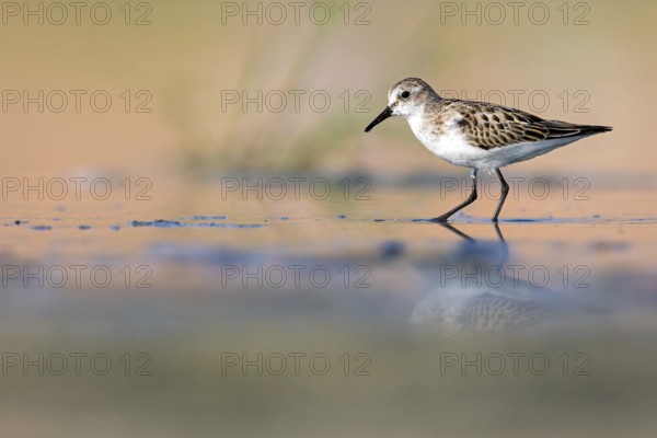 Animals, Birds, Little Sandpiper, (Calidris minuta), Biotope, Habitat, Foraging, Migratory bird, Limicoles Salalah, Raysut, Sohar, Oman, Asia