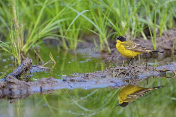 Black-headed Yellow Wagtail, Black-headed Wagtail, Motacilla flava feldegg, Motacilla feldegg, Bergeronnnette à tête noire, Lavandera Boyera Balcánica Lesbos, Greece, Europe