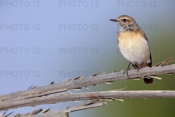 Pied Wheatear, Oenanthe pleschanka, Traquet pie, Collalba Pía Salalah, Muntasar oasis, Dhofar, Oman, Asia