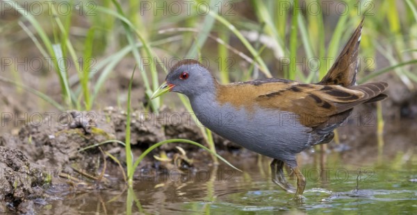 Little Crake, Little Crake, Small Crake, (Porzana parva), biotope, habitat, foraging, family of rails, waterfowl, waterbirds Lesvos, Greece, Europe