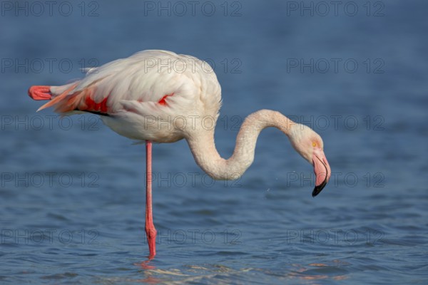 Pink flamingo, (Phoenicopterus ruber), Phoenicopterus roseus, animals, birds, flamingo, biotope, habitat, waters, foraging, Lesvos, Greece, Europe