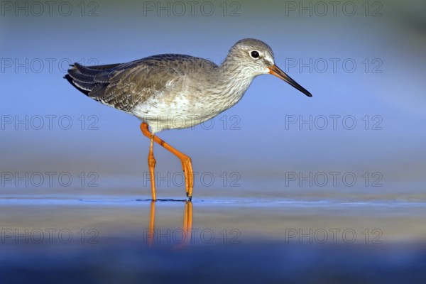 Redshank, (Tringa totanus), Animals, Birds, Snipe family, Raysut, Salalah, Sohar, Oman, Asia