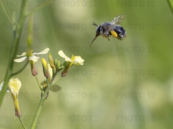 Bumblebee, (Bombus) insect, animals, insects, family of bees, flight photo, biotope, habitat, collects nectar, Lesbos, Lesbos Island, Greece, Europe