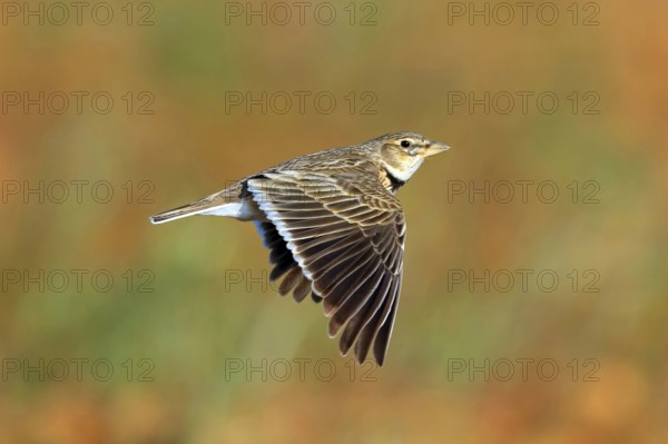 Calandra Lark, (Melanocorypha calandra), Lark, Skylark, Animals, Birds, Aerial view, Hides de El Taray / Great Bustar, Villafranca de los Caballeros, Castilla La Mancha / Toledo, Spain, Europe