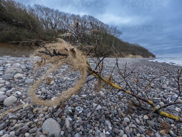 Branch from a tree with lichen on gravel on the beach on the steep coast to the Baltic Sea with the ghost forest in the background, Nienhagen, Mecklenburg-Vorpommern, Germany, Europe