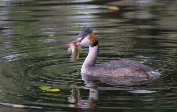 Great crested grebe with fish (Podiceps cristatus)