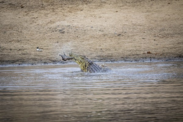 Crocodile eating an Impala in a dam in the Kruger National Park, South Africa, Africa