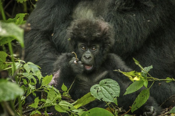Baby Mountain gorilla laying with his mother in the leaves in the Virunga National Park, Democratic Republic Of Congo