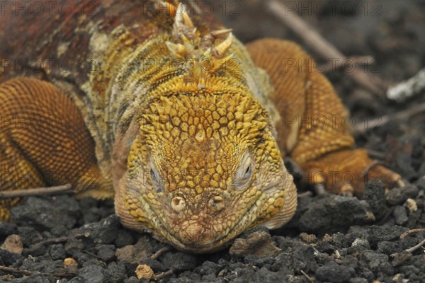 Drusenkopf (Conolophus subcristatus)