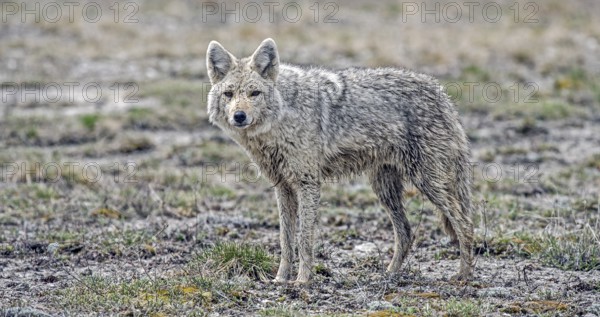 Coyote (Canis latrans)
