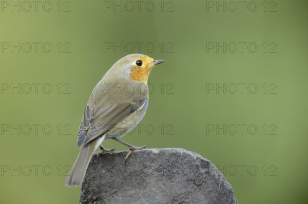 European robin (Erithacus rubecula)