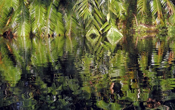 Palm fronds