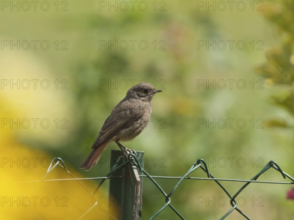 Black redstart juvenile (Phoenicurus ochruros)
