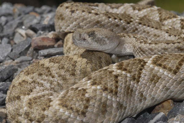 Texas rattlesnake (Crotalus atrox)