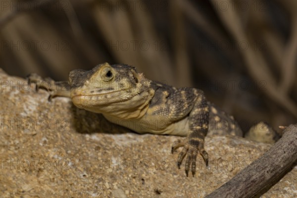 Hardun (Stellagama stellio)