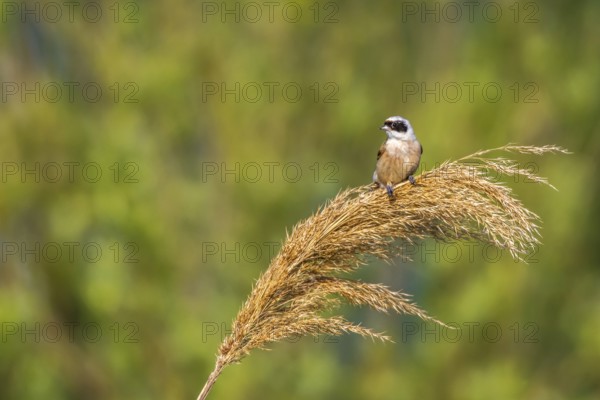 Penduline Tit (Remiz pendulinus)
