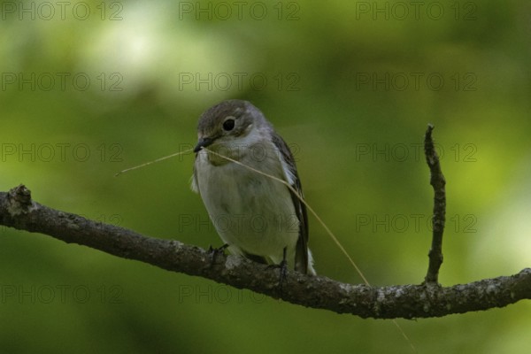 Collared Flycatcher (Ficedula albicollis)