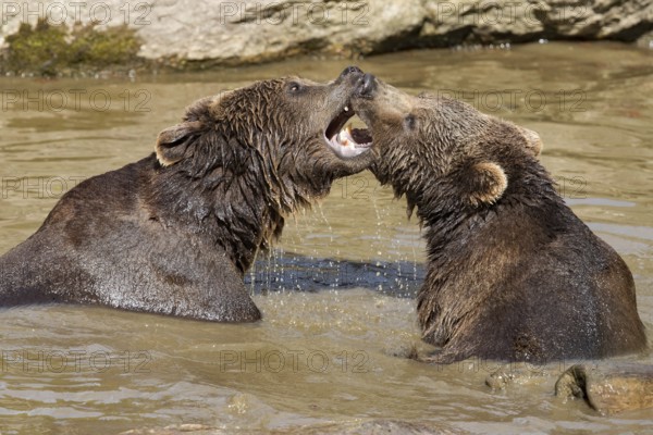 Brown bear (Ursus arctos)