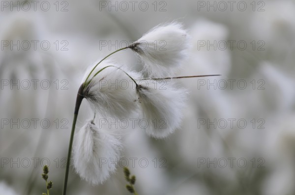 Cotton grass (Eriophorum)
