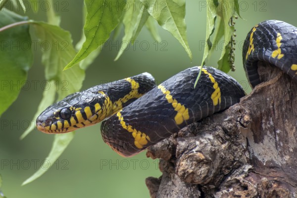 Boiga snake dendrophilia in defensive mode