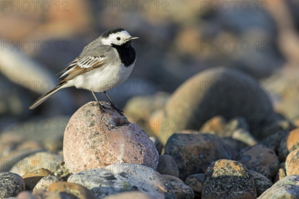 White wagtail, (Motacilla alba), perch, biotope, foraging, bird, birds, animals, songbird, family of wagtails and pipits, Varanger, Finnmark, Norway, Europe