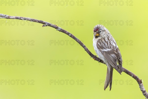 Redpoll, songbird, family of goldfinches, (Carduelis flammea), animals. Birds, Varanger Bird Park, Finnmark, Norway, Europe