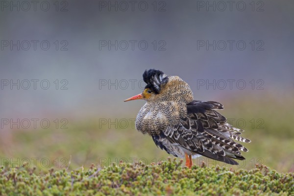 Ruff, (Philomachus pugnax), animals, birds, plumage during mating season, snipe bird, courtship, male, mating behaviour, mating season, Varanger, Finnmark, Norway, Europe