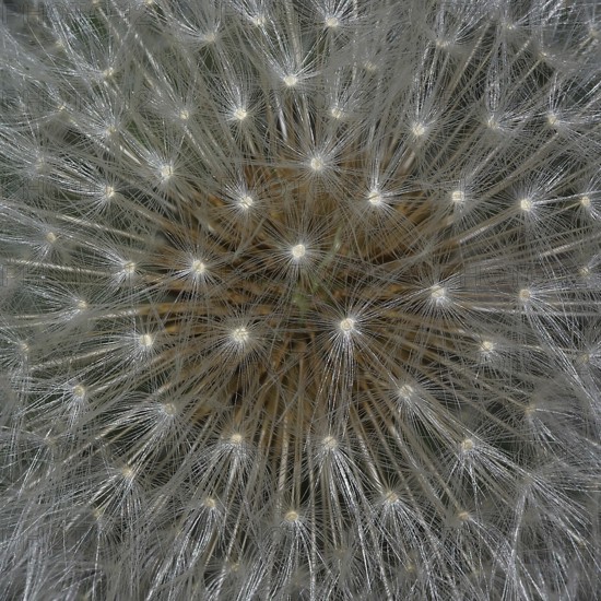 Top view of a faded dandelion flower with its parasols