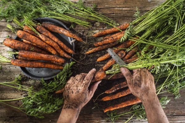 Cleaning and preparation of a bunch of freshly picked carrots