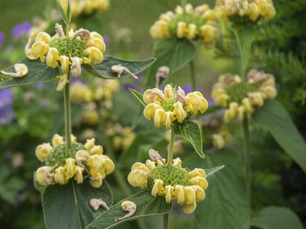 Yellow flowers in a green garden that add charm to summer, borken, münsterland, germany