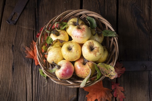 Fresh and delicious organic apples in a basket