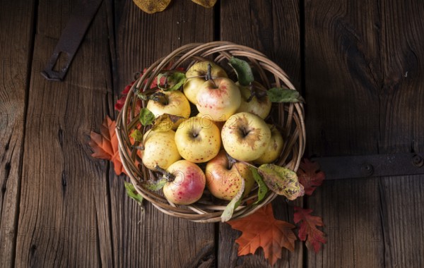 Fresh and delicious organic apples in a basket