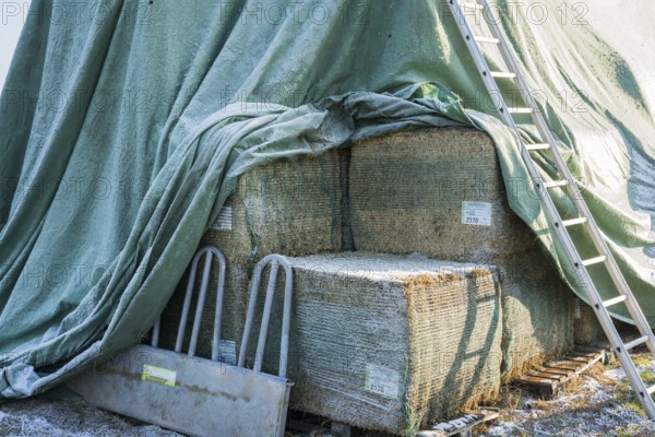 Silage covered with a tarpaulin
