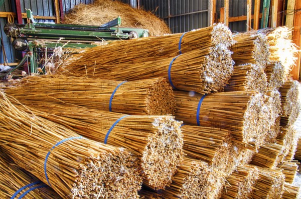 Processing of reed for thatching