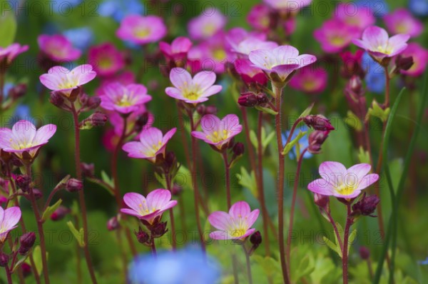 A blaze of colour in the spring garden