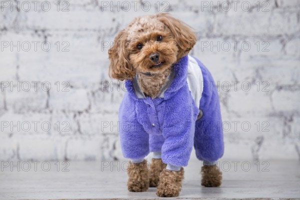 Small funny dog of brown colour with curly hair of toy poodle breed posing in clothes for dogs. Subject accessories and fashionable outfits for pets. Stylish overalls, suit for cold weather for animal