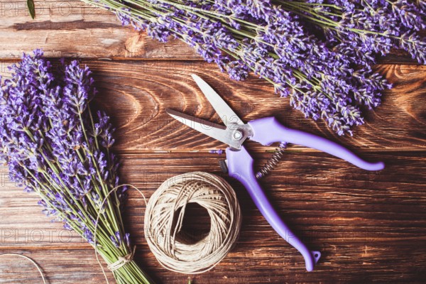 Lavender cutting - cutters and fresh flowers on wooden table