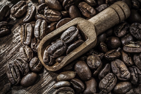 Fresh coffee crops in scoop on wooden board