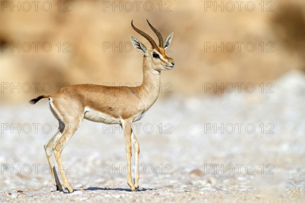 Arabian gazelle, (Gazella arabica), Mudday, Salalah, Dhofar, Oman, Asia