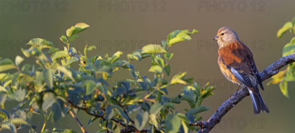 Linnet, Common Linnet, Eurasian Linnet, (Carduelis cannabin), (Acanthis cannabina), Linotte mÈlodieuse, Pardillo Com?n