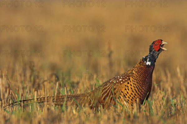 Pheasant (Phasianus colchicus), Faisan de Colchide, Faisan de chasse, Faisán Vulgar, Bad Dürkheim County, Tiszaalpár, Kiskunsági National Park, Bács-Kiskun, Hungary, Europe