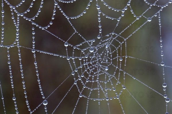 Spider web in the morning dew, water drop, dewdrop Lahn-Dill-Kreis, Hesse, Federal Republic of Germany