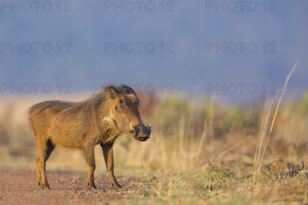 Warthog, (Phacochoerus africanus), animals, mammals, biotope, habitat, Africa, Addo Elephant National Park, Addo, Western Cape, South Africa, Africa