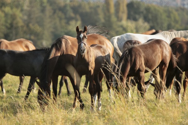Foals and mares in the meadow at dawn, Poland, Europe