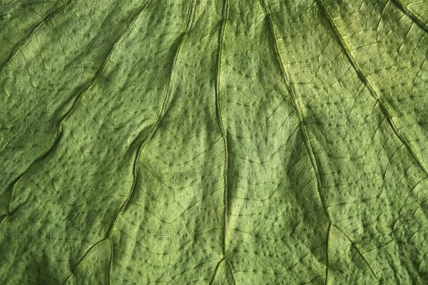 Boj tree green leaf macro closeup texture nature backgrounds
