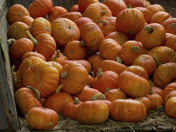 A large pile of small orange pumpkins in a wooden container, borken, münsterland, germany