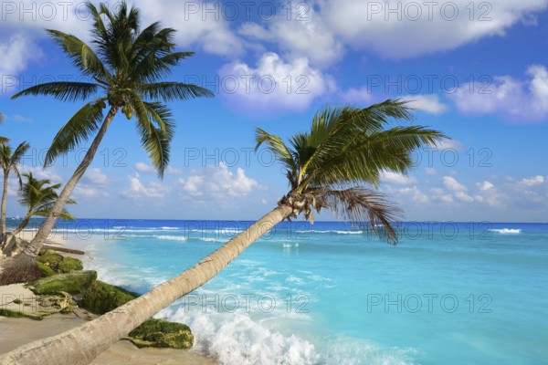 Playa del Carmen beach palm trees in Riviera Maya Caribbean of Mexico