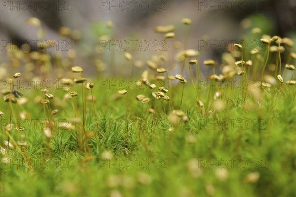 Blueten des Widertonmoos/Frauenhaarmoos. Flowers of Common haircap moss, Common hair moss, great gold headed or Great Goldilocks