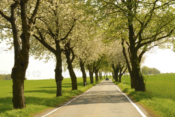 Avenue of cherry trees in spring Avenue of cherry trees in spring